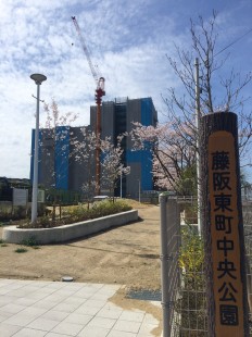 桜
