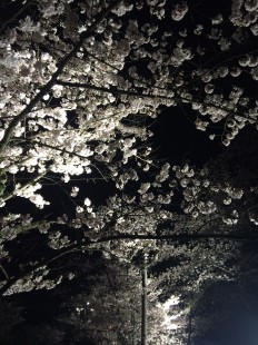 夜桜