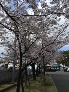 成田山桜１